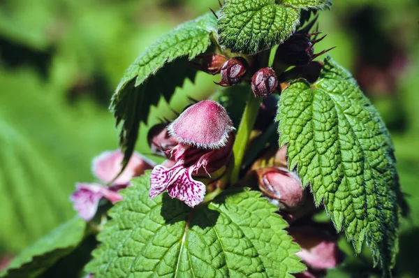 Balm leaved archangel — Stock Photo, Image