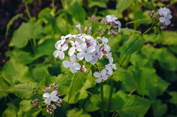 Eeuwige eerlijkheid in de tuin — Stockfoto