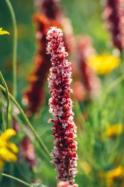 Himalayan bistort in garden