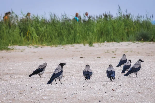 Crows on beach — Stock Photo, Image