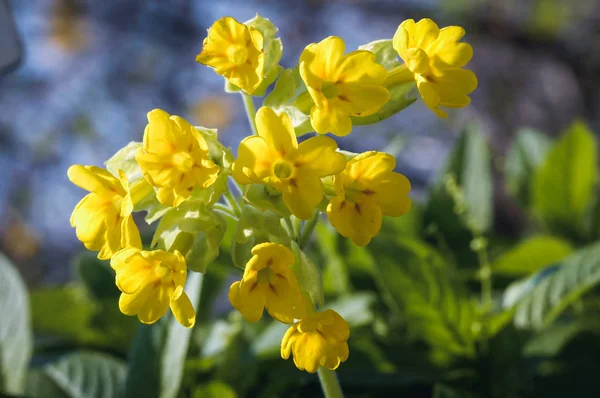 Cowslips in the garden — Stock Photo, Image