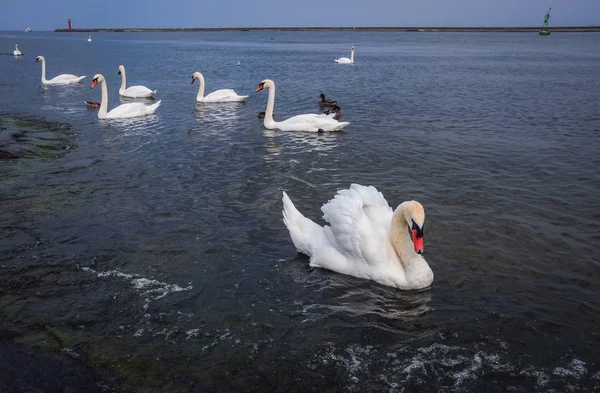 Mute swans in Poland — Stock Photo, Image
