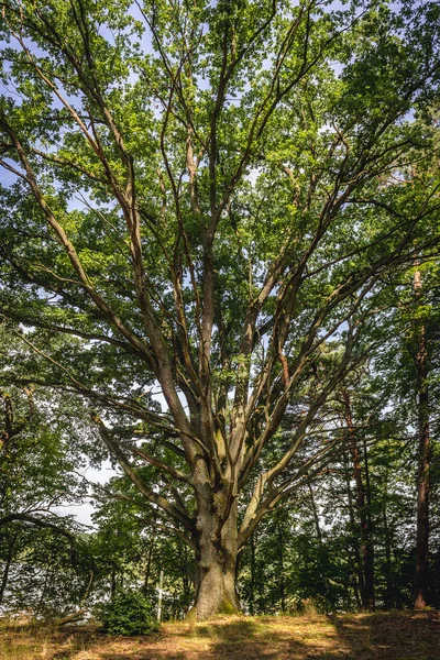 Naturschutzgebiet Czerwica — Stockfoto