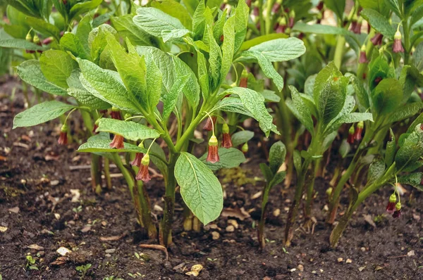 Jimsonweed plant in garden — Stock Photo, Image