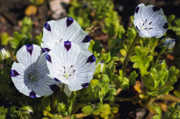 Fivespot bloemen in de tuin — Stockfoto