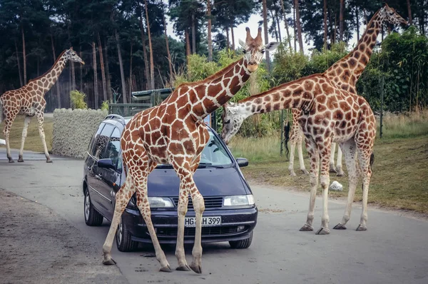 Serengeti Park na Alemanha — Fotografia de Stock