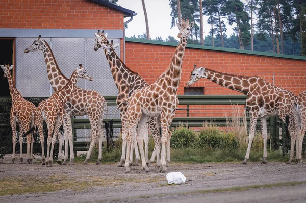 Serengeti Park na Alemanha — Fotografia de Stock