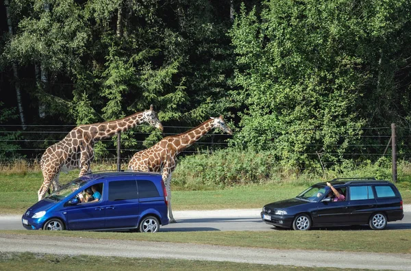 Serengeti Park i Tyskland – stockfoto