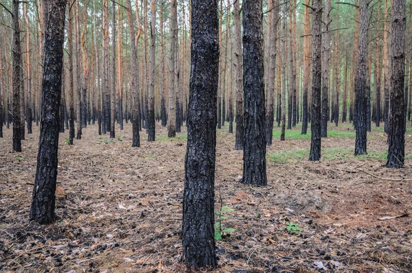 Bosque después del fuego —  Fotos de Stock