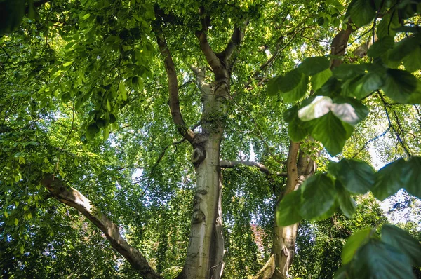 Европейское буковое дерево — стоковое фото