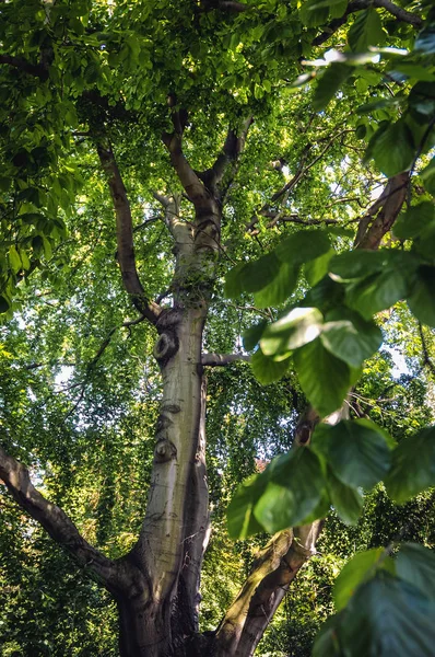 ヨーロッパのブナの木 — ストック写真