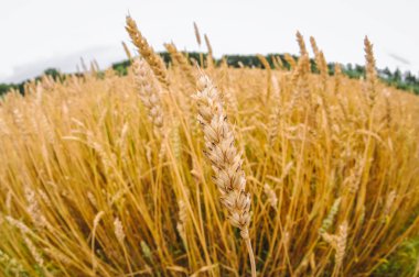 Wheat field in Poland clipart