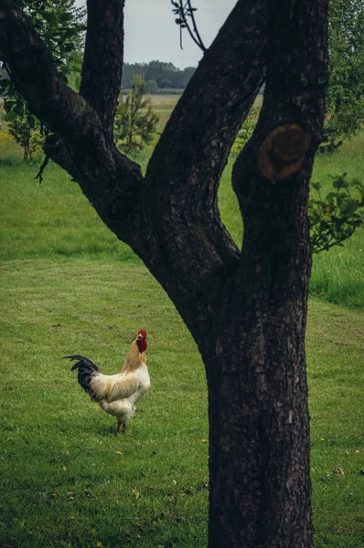 Hahn im Korb — Stockfoto