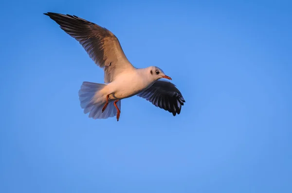 Seagull w Polsce — Zdjęcie stockowe