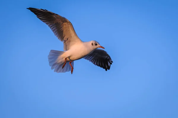 Gaviota en Polonia — Foto de Stock