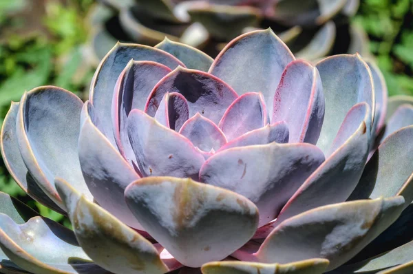 Echeveria növény a kertben — Stock Fotó