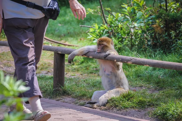 Macaco no Parque Serengeti — Fotografia de Stock