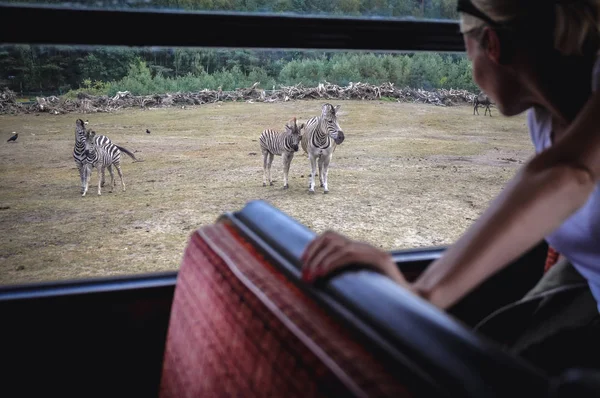 Parc du Serengeti en Allemagne — Photo
