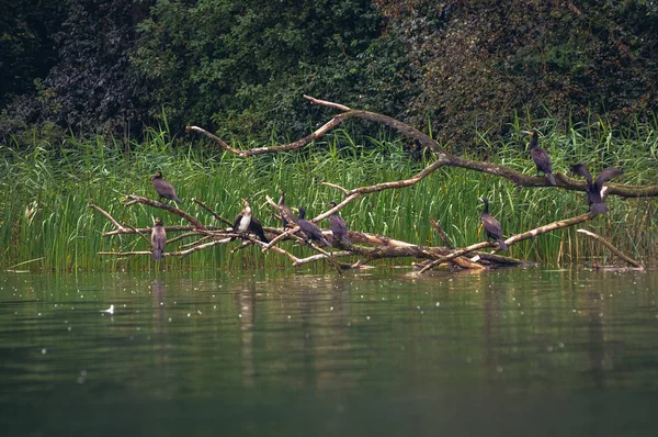 Cormorani în Polonia — Fotografie, imagine de stoc