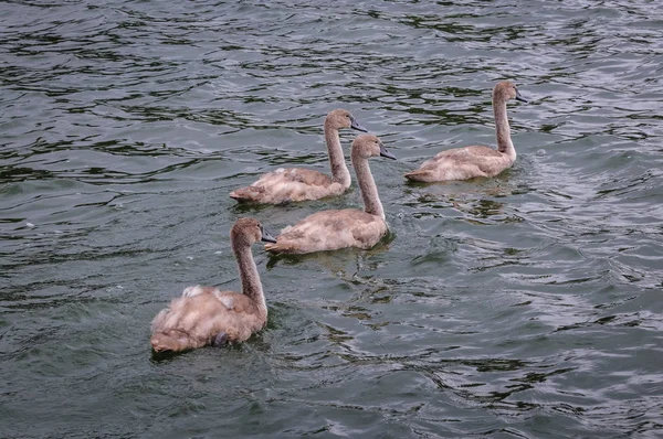 Cygnets in Polen — Stockfoto