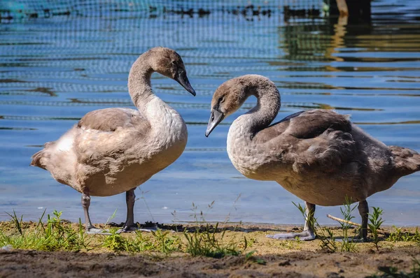 Cygnets in Polen — Stockfoto