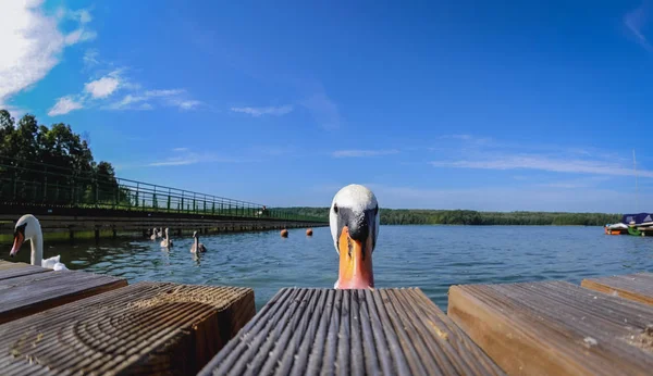 Cisne mudo en Polonia — Foto de Stock