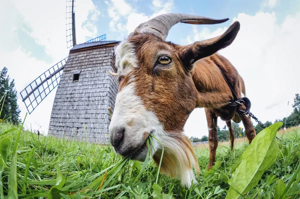 Cabra en un prado —  Fotos de Stock