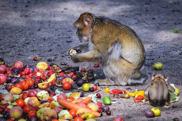 Macaque in Serengeti park — Stockfoto