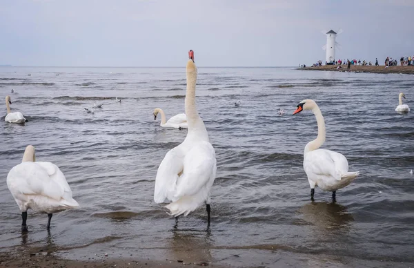 Приглушити лебедів у Польщі — стокове фото