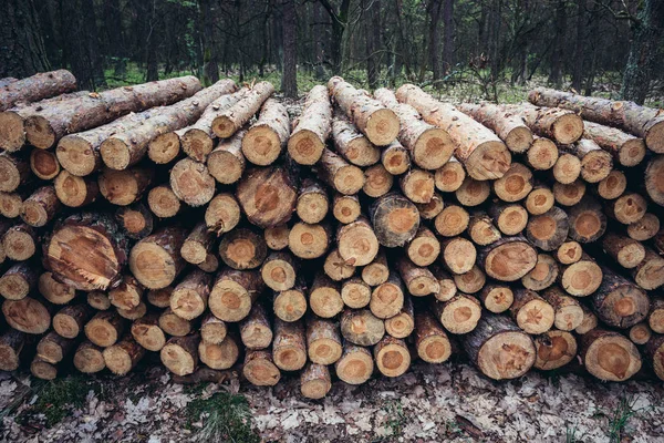Kampinos orman Polonya — Stok fotoğraf