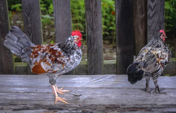 Kis csirkék Lengyelországban — Stock Fotó