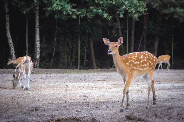 Serengeti-Park in Deutschland — Stockfoto