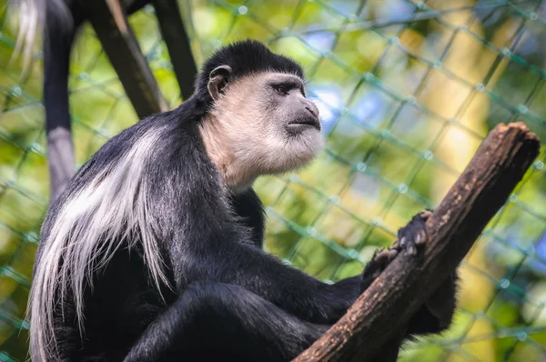 Macaco no Parque Serengeti — Fotografia de Stock