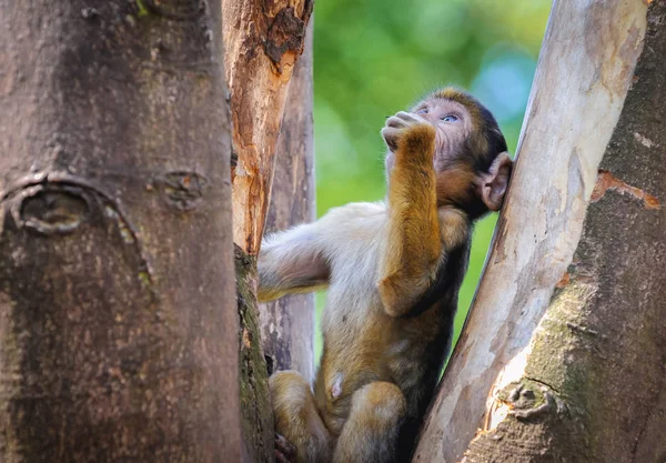 Macaque dans le parc du Serengeti — Photo