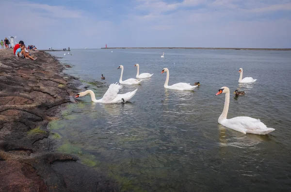 Mute swans in Poland — Stock Photo, Image