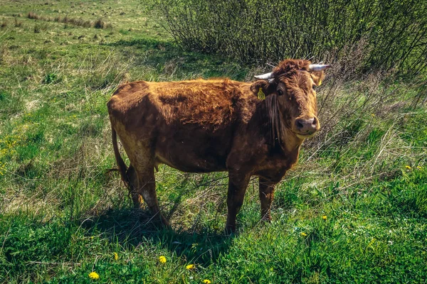 Ko i Polen — Stockfoto