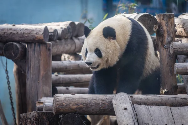 Panda in Peking — Stockfoto