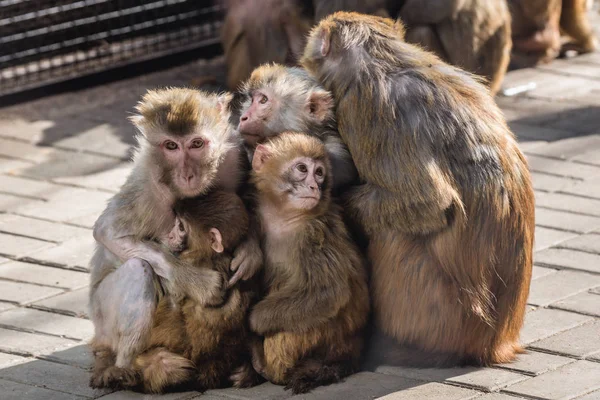 Zoo in Peking — Stockfoto