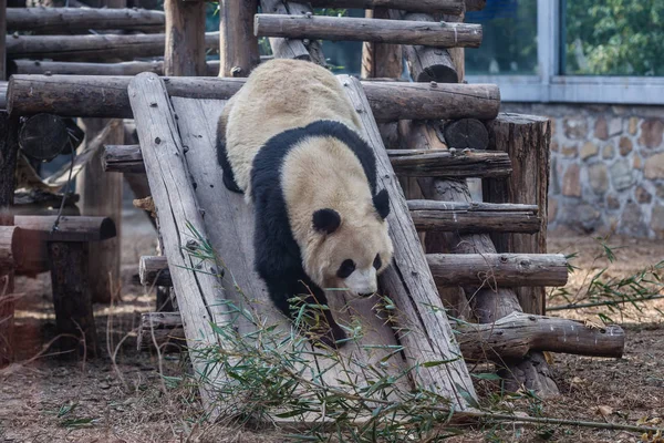 Panda em Beijing — Fotografia de Stock