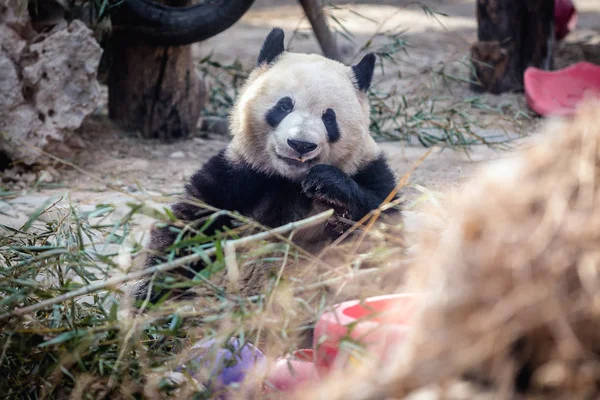 Panda Pekingben — Stock Fotó