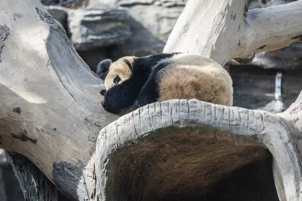 Panda Pekingben — Stock Fotó