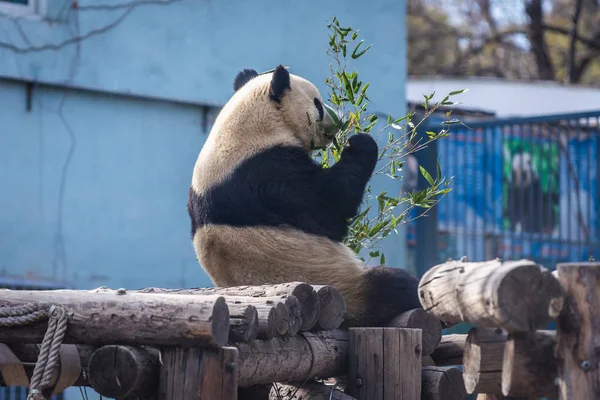 Panda em Beijing — Fotografia de Stock