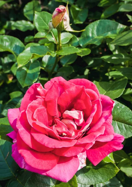 Roses in garden — Stock Photo, Image