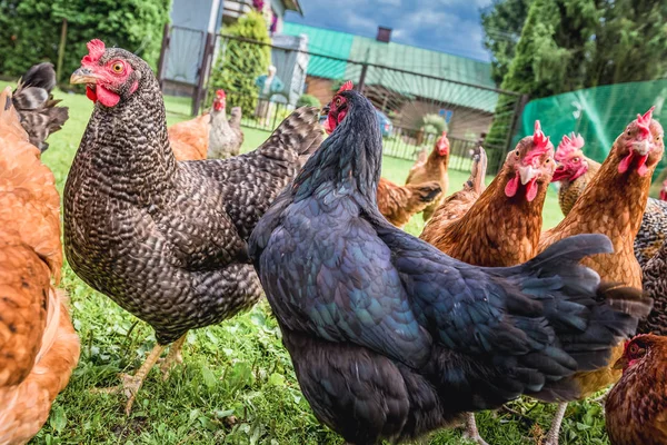 Chickens in Poland — Stock Photo, Image