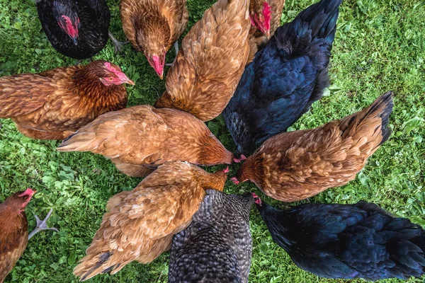 Pollos en Polonia — Foto de Stock