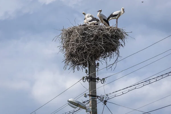 Moldova 'da Leylekler — Stok fotoğraf