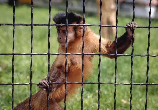 Capuchinho-preto — Fotografia de Stock