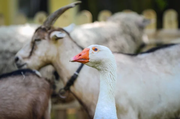 Djur på gården — Stockfoto