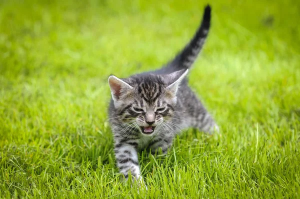 Polonya genç kedi — Stok fotoğraf