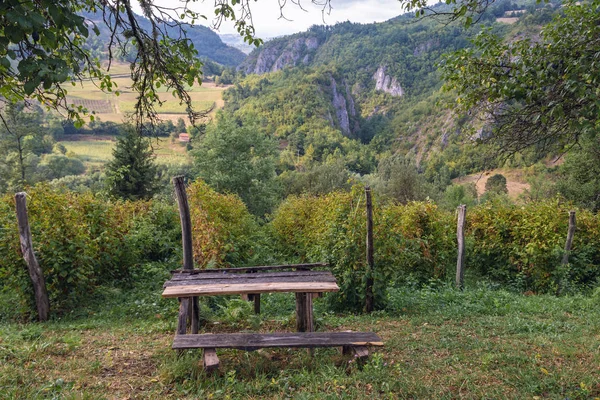 セルビアの成長ラズベリー — ストック写真